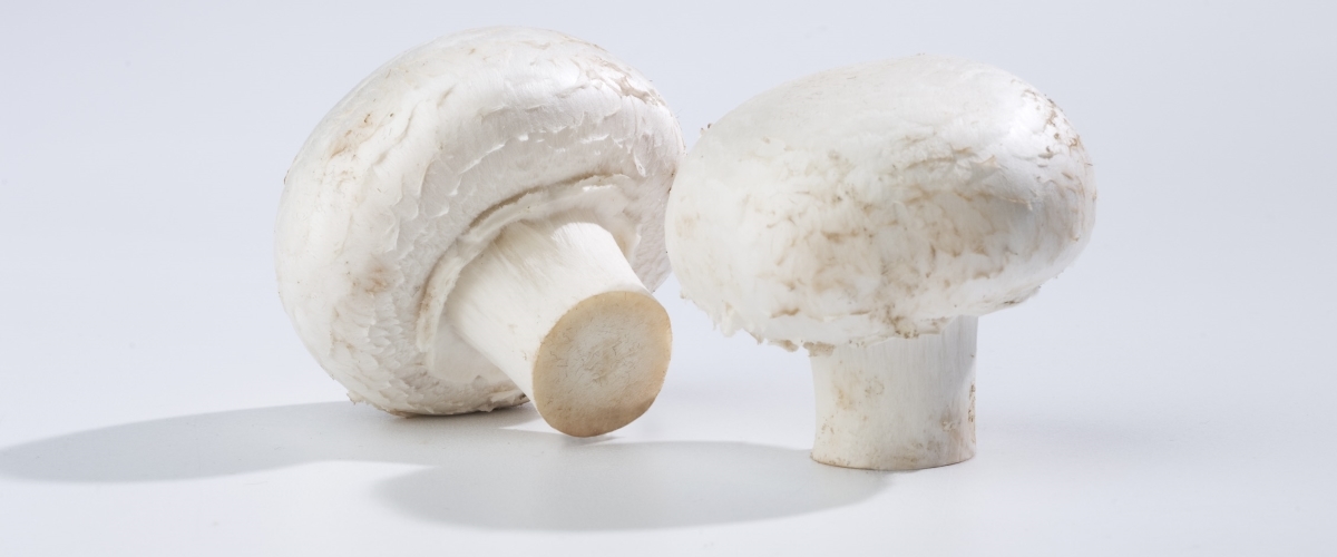 For the defense of mushroom